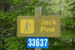 PICTURES/Cabot Trail - Coves, Forests, Trails and Falls/t_Jack Pine8.JPG